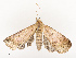  ( - CBG-A67895-A01)  @11 [ ] CreativeCommons - Attribution Share - Alike (2025) CBG Photography Group Centre for Biodiversity Genomics