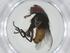  (Hypoproxynops Janzen9986 - CBG-A34770-F07)  @11 [ ] CreativeCommons - Attribution Share - Alike (2024) Centre for Biodiversity Genomics Centre for Biodiversity Genomics