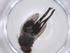  (Malaisetach19 Malaise8867 - CBG-A36475-E05)  @11 [ ] CreativeCommons - Attribution Share - Alike (2024) Centre for Biodiversity Genomics Centre for Biodiversity Genomics