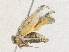  ( - CBG-A36775-G02)  @11 [ ] CreativeCommons - Attribution Share - Alike (2024) CBG Photography Group Centre for Biodiversity Genomics