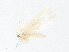  ( - CBG-A36776-F12)  @11 [ ] CreativeCommons - Attribution Share - Alike (2024) CBG Photography Group Centre for Biodiversity Genomics