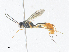  ( - CBG-A36822-F11)  @11 [ ] CreativeCommons - Attribution Share - Alike (2024) CBG Photography Group Centre for Biodiversity Genomics