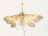  ( - CBG-A38409-B04)  @11 [ ] CreativeCommons - Attribution Share - Alike (2024) CBG Photography Group Centre for Biodiversity Genomics