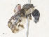  ( - CBG-A38410-H11)  @11 [ ] CreativeCommons - Attribution Share - Alike (2024) CBG Photography Group Centre for Biodiversity Genomics