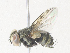 (Argyrophylax Janzen1543 - CBG-A38411-D08)  @11 [ ] CreativeCommons - Attribution Share - Alike (2024) CBG Photography Group Centre for Biodiversity Genomics