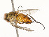  ( - CBG-A51909-D07)  @11 [ ] CreativeCommons - Attribution Share - Alike (2024) CBG Photography Group Centre for Biodiversity Genomics