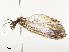  ( - CBG-A51911-A11)  @11 [ ] CreativeCommons - Attribution Share - Alike (2024) CBG Photography Group Centre for Biodiversity Genomics