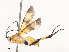  ( - CBG-A53597-C05)  @11 [ ] CreativeCommons - Attribution Share - Alike (2024) CBG Photography Group Centre for Biodiversity Genomics
