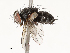  ( - CBG-A53599-H03)  @11 [ ] CreativeCommons - Attribution Share - Alike (2024) CBG Photography Group Centre for Biodiversity Genomics