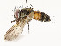  ( - CBG-A53600-C04)  @11 [ ] CreativeCommons - Attribution Share - Alike (2024) CBG Photography Group Centre for Biodiversity Genomics