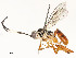  ( - CBG-A53600-D11)  @11 [ ] CreativeCommons - Attribution Share - Alike (2024) CBG Photography Group Centre for Biodiversity Genomics