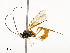  ( - CBG-A53601-C01)  @11 [ ] CreativeCommons - Attribution Share - Alike (2024) CBG Photography Group Centre for Biodiversity Genomics