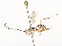  ( - CBG-A53601-D01)  @11 [ ] CreativeCommons - Attribution Share - Alike (2024) CBG Photography Group Centre for Biodiversity Genomics