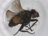  (Malaisetach252 - CBG-A54292-A11)  @11 [ ] CreativeCommons - Attribution Share - Alike (2024) Centre for Biodiversity Genomics Centre for Biodiversity Genomics
