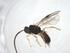  (opiMalaise01 Malaise3613 - CBG-A54300-F01)  @11 [ ] CreativeCommons - Attribution Share - Alike (2024) Centre for Biodiversity Genomics Centre for Biodiversity Genomics