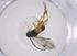  (Hypomicrogaster Whitfield51 - CBG-A54341-C05)  @11 [ ] CreativeCommons - Attribution Share - Alike (2024) Centre for Biodiversity Genomics Centre for Biodiversity Genomics