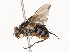  ( - CBG-A54419-E04)  @11 [ ] CreativeCommons - Attribution Share - Alike (2024) CBG Photography Group Centre for Biodiversity Genomics