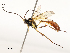  ( - CBG-A54442-C06)  @11 [ ] CreativeCommons - Attribution Share - Alike (2024) CBG Photography Group Centre for Biodiversity Genomics