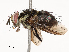  ( - CBG-A53603-B01)  @11 [ ] CreativeCommons - Attribution Share - Alike (2024) CBG Photography Group Centre for Biodiversity Genomics