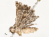  ( - CBG-A53604-A05)  @11 [ ] CreativeCommons - Attribution Share - Alike (2024) CBG Photography Group Centre for Biodiversity Genomics