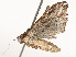  ( - CBG-A54420-C05)  @11 [ ] CreativeCommons - Attribution Share - Alike (2024) CBG Photography Group Centre for Biodiversity Genomics