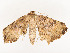  ( - CBG-A54443-A11)  @11 [ ] CreativeCommons - Attribution Share - Alike (2024) CBG Photography Group Centre for Biodiversity Genomics