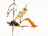  ( - CBG-A54443-E08)  @11 [ ] CreativeCommons - Attribution Share - Alike (2024) CBG Photography Group Centre for Biodiversity Genomics