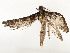  ( - CBG-A54446-A04)  @11 [ ] CreativeCommons - Attribution Share - Alike (2024) CBG Photography Group Centre for Biodiversity Genomics