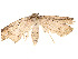  ( - CBG-A54513-A05)  @11 [ ] CreativeCommons - Attribution Share - Alike (2024) CBG Photography Group Centre for Biodiversity Genomics