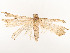  ( - CBG-A54513-A08)  @11 [ ] CreativeCommons - Attribution Share - Alike (2024) CBG Photography Group Centre for Biodiversity Genomics