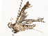  ( - CBG-A54513-B05)  @11 [ ] CreativeCommons - Attribution Share - Alike (2024) CBG Photography Group Centre for Biodiversity Genomics