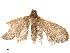  ( - CBG-A54514-A08)  @11 [ ] CreativeCommons - Attribution Share - Alike (2024) CBG Photography Group Centre for Biodiversity Genomics