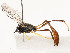  ( - CBG-A54514-C02)  @11 [ ] CreativeCommons - Attribution Share - Alike (2024) CBG Photography Group Centre for Biodiversity Genomics