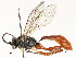  ( - CBG-A54515-C10)  @11 [ ] CreativeCommons - Attribution Share - Alike (2024) CBG Photography Group Centre for Biodiversity Genomics