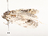  ( - CBG-A54516-C12)  @11 [ ] CreativeCommons - Attribution Share - Alike (2024) CBG Photography Group Centre for Biodiversity Genomics