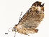  ( - CBG-A54516-D03)  @11 [ ] CreativeCommons - Attribution Share - Alike (2024) CBG Photography Group Centre for Biodiversity Genomics