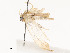  ( - CBG-A54517-B01)  @11 [ ] CreativeCommons - Attribution Share - Alike (2024) CBG Photography Group Centre for Biodiversity Genomics