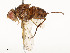  (Ormia Malaise2182 - CBG-A54517-D06)  @11 [ ] CreativeCommons - Attribution Share - Alike (2024) CBG Photography Group Centre for Biodiversity Genomics