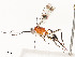  ( - CBG-A54517-G01)  @11 [ ] CreativeCommons - Attribution Share - Alike (2024) CBG Photography Group Centre for Biodiversity Genomics
