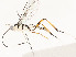  ( - CBG-A54517-G04)  @11 [ ] CreativeCommons - Attribution Share - Alike (2024) CBG Photography Group Centre for Biodiversity Genomics