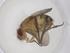  (Siphona Malaise2845 - CBG-A56994-A07)  @11 [ ] CreativeCommons - Attribution Share - Alike (2024) Centre for Biodiversity Genomics Centre for Biodiversity Genomics