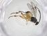  (Hypomicrogaster Malaise6594 - CBG-A58324-G12)  @11 [ ] CreativeCommons - Attribution Share - Alike (2024) Centre for Biodiversity Genomics Centre for Biodiversity Genomics