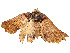  ( - CBG-A58577-B04)  @11 [ ] CreativeCommons - Attribution Share - Alike (2024) CBG Photography Group Centre for Biodiversity Genomics