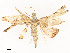  ( - CBG-A58577-C04)  @11 [ ] CreativeCommons - Attribution Share - Alike (2024) CBG Photography Group Centre for Biodiversity Genomics