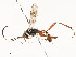  ( - CBG-A58577-E12)  @11 [ ] CreativeCommons - Attribution Share - Alike (2024) CBG Photography Group Centre for Biodiversity Genomics