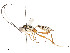  ( - CBG-A58578-E03)  @11 [ ] CreativeCommons - Attribution Share - Alike (2024) CBG Photography Group Centre for Biodiversity Genomics