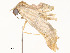  ( - CBG-A58581-D09)  @11 [ ] CreativeCommons - Attribution Share - Alike (2024) CBG Photography Group Centre for Biodiversity Genomics