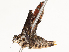  ( - CBG-A58585-H02)  @11 [ ] CreativeCommons - Attribution Share - Alike (2024) CBG Photography Group Centre for Biodiversity Genomics