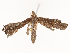  ( - CBG-A58585-H03)  @11 [ ] CreativeCommons - Attribution Share - Alike (2024) CBG Photography Group Centre for Biodiversity Genomics