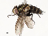  ( - CBG-A58585-H07)  @11 [ ] CreativeCommons - Attribution Share - Alike (2024) CBG Photography Group Centre for Biodiversity Genomics
